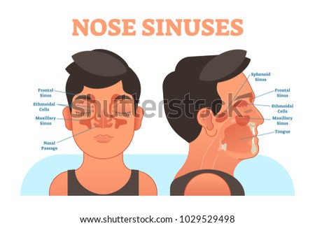 Nose sinuses anatomical vector illustration cross section. Educational information. Stock photo © 