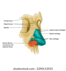 estructura nasal, olfato, aprendizaje biológico