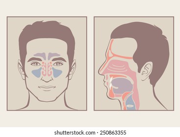 nose, throat anatomy, human mouth, respiratory system