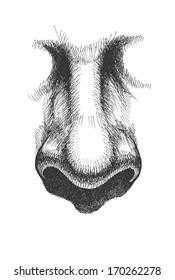 Nose - vector illustration. hand drawn. eps8