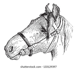 Noseband (shaded), vintage engraved illustration. Dictionary of Words and Things - Larive and Fleury - 1895