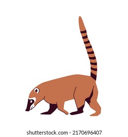 Nosua, or coati, is a genus of small mammals of the raccoon family, common in south and central america. Vector illustration isolated on white background