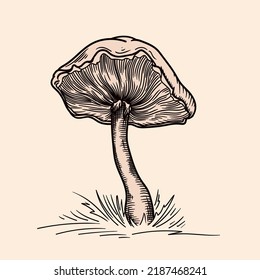 No es un hongo comestible. Dibujo vectorial aislado en un fondo beige.
