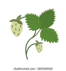 Not ripe strawberries with a stalk and a green leaf on a white background. A Bush of green strawberries in the vector.