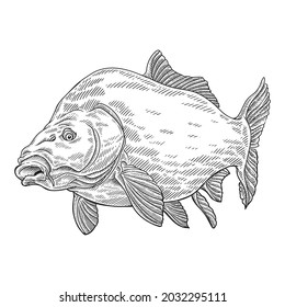 nothern pike fish drawing detailed