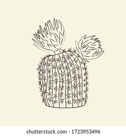 Notocactus isolated on light background. Wild cacti sketch. Cactus engraving vintage style. Vector illustration.