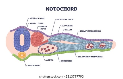 Notochord as cartilaginous skeletal rod with structure outline diagram. Labeled educational biology scheme with inner parts of chordate organism development stage formation vector illustration. svg