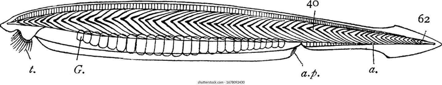 The notochord runs from tip to tip. Labels: t. Tentacular cirri; G. reproductive organs; a.p. atriopore; a. position of anus; and other, vintage line drawing or engraving illustration.