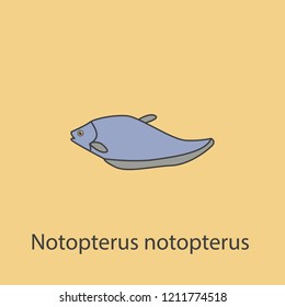 Notopterus 2 colored line icon. Simple purple and gray element illustration. Notopterus concept outline symbol design from fish set