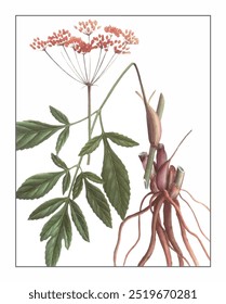 Notopterygium forbesii Boiss, hand-painted floral and botanical painting, hand-painted herbal painting, natural herbs.