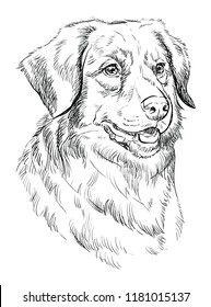 Nova Scotia Duck Tolling Retriever vector hand drawing illustration in black color isolated on white background