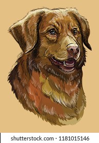 Nova Scotia Duck Tolling Retriever vector hand drawing illustration in different color on beige background