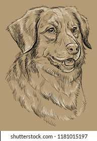 Nova Scotia Duck Tolling Retriever vector hand drawing black and white illustration isolated on beige background