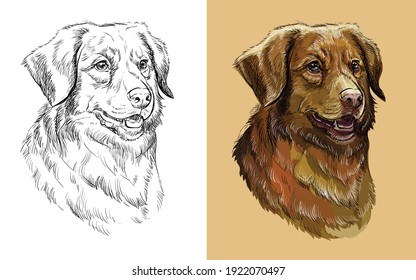 Nova Scotia Duck Tolling Retriever dog. Vector black and white and colorful isolated illustration of dog. For decoration, coloring book, design, prints, posters, postcards, stickers, tattoo, t-shirt