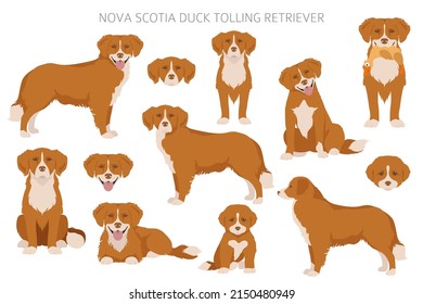 Nova Scotia Duck Tolling Retriever Clipart. Different Poses, Coat Colors Set.  Vector Illustration