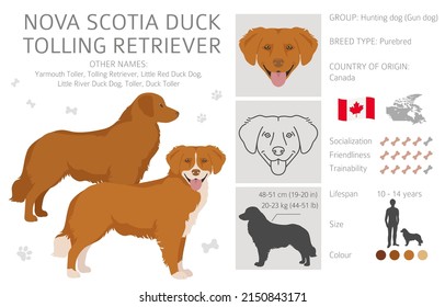 Nova Scotia duck tolling retriever clipart. Different poses, coat colors set.  Vector illustration