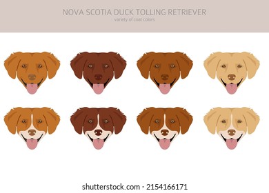 Nova Scotia duck tolling retriever clipart. Different poses, coat colors set.  Vector illustration