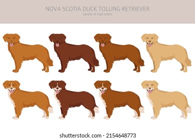 Nova Scotia duck tolling retriever clipart. Different poses, coat colors set.  Vector illustration