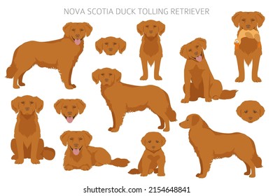 Nova Scotia duck tolling retriever clipart. Different poses, coat colors set.  Vector illustration