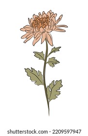 November birth month flower Chrysanthemum colorful vector illustration. Botanical hand drawn outline colored sketch. Perfect for modern jewelry, logo, tattoo, prints, invitations, wall art design.