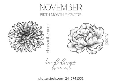 November Birth Month Flowers. Chrysanthemum outline isolated on white. Peony Line Art. Hand drawn line art botanical illustration. Black and White Flowers