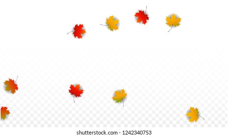 November  Vector Background with Golden Falling Leaves. Autumn Illustration with Maple Red, Orange, Yellow Foliage. Isolated Leaf on Transparent Background. Bright Swirl. Suitable for Banners.