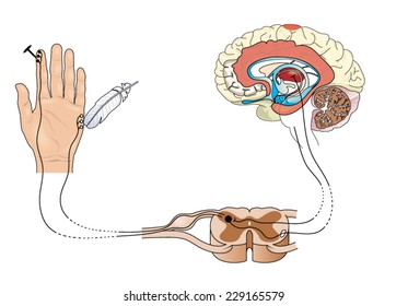 Noxious And Pain Receptors In Skin And The Nerve Pathways To The Brain, Via The Spinal Cord And Thalamus. Created In Adobe Illustrator.  Contains Transparencies.  EPS 10.