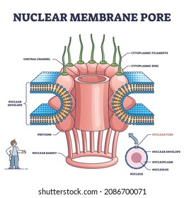 Nuclear Membrane Pore Closeup And Isolated Detailed Structure Outline Diagram. Labeled Educational Anatomical Description With Central Channel, Envelope, Proteins And Filaments Vector Illustration.