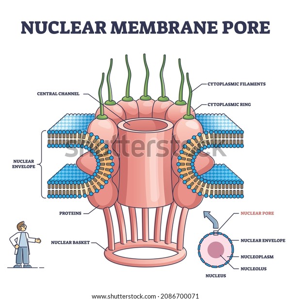 Nuclear membrane pore closeup and isolated\
detailed structure outline diagram. Labeled educational anatomical\
description with central channel, envelope, proteins and filaments\
vector illustration.