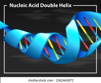 Nucleic Acid Double Helix Illustration