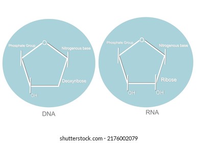 The Nucleic Acid Molecule: DNA And RNA Icon In Blue And White Concept