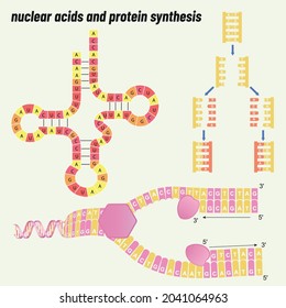 Nucleic acid and protein synthesis, Biology shape vector