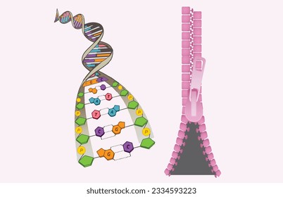 nucleic acid protein synthesis DNA sequencing living structure