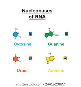 Nucleobases del diagrama de la estructura del ARN. Fórmulas moleculares de las nucleobases del ARN. Molécula de ARN con estructura de nucleobasa citosina, guanina, adenina, uracilo ácido ribonucleico. Base y columna vertebral nitrogenadas