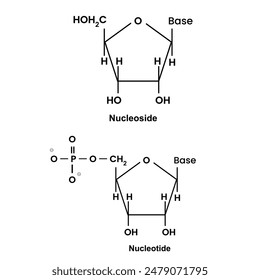 Nucleoside and Nucleotide 
Nucleosides
Nucleosides are molecules consisting of a nitrogenous base attached to a five-carbon sugar (ribose or deoxyribose). Nucleotides
Nucleotides are nucleosides with 