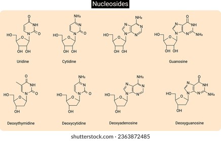 A nucleoside is a purine or a pyrimidine nucleobase with a pentose sugar component, which is either ribose or deoxyribose