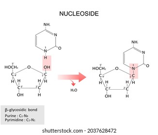 Nucleoside Structure And Glycosidic Bond. Scientific Illustration