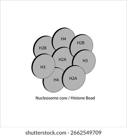 Estrutura Do Núcleo Do Nucleossoma Histone Bead	