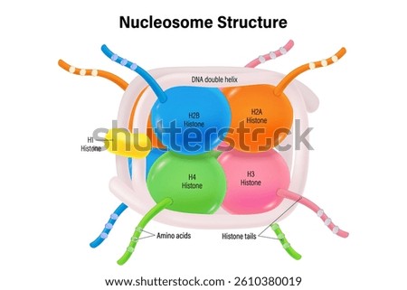 Nucleosome Structure. Structure of Histone protein.  8 histone proteins (H2A, H2B, H3, and H4) core. DNA double helix.