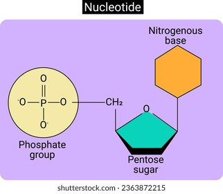 A nucleotide is the basic building block of nucleic acids (RNA and DNA).