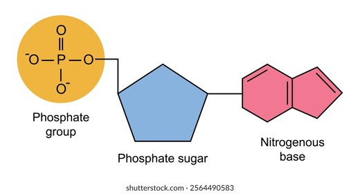 nucleotide chemical structure vector design illustration