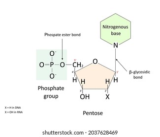 Nucleotide model and structure with chemical bonds. Scientific illustration