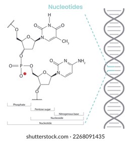 Nucleotide scientific biochemistry vector illustration infographic