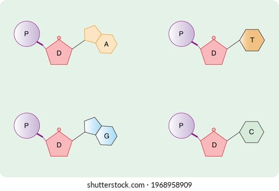 Nucleotide Sequences Of Adenine, Guanine, And Cytosine