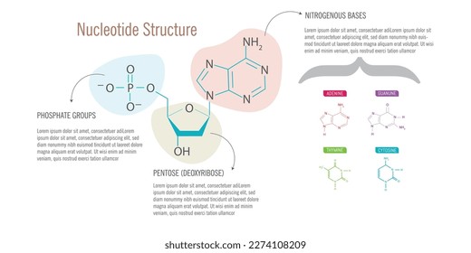 Nucleotide Structure on white background.