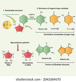 Nucleotide structure, Organic base. Biology shape vector