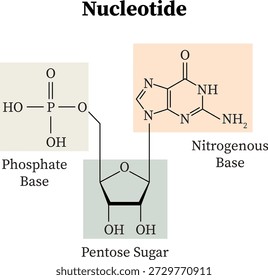 Nucleotides: Organic Molecules Consisting of a Nitrogenous Base, a Pentose Sugar, and a Phosphate Group Science and education vector illustration