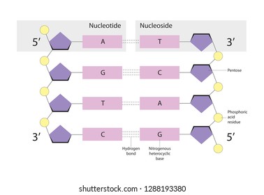 Nucleotides Are Organic Molecules. Nucleosides Are Glycosylamines