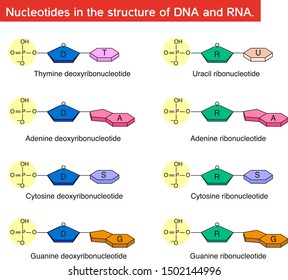 Nucleotides In The Structure Of DNA And RNA.