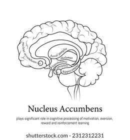 Nucleus Accumbens. Neuroscience infographic black and white. Human brain lobes and sections illustration. Brain anatomy structure cross section. Neurobiology scientific medical vector.